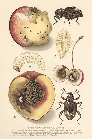 Vintage Image Plate - Stages and Work of the Plum Curculio