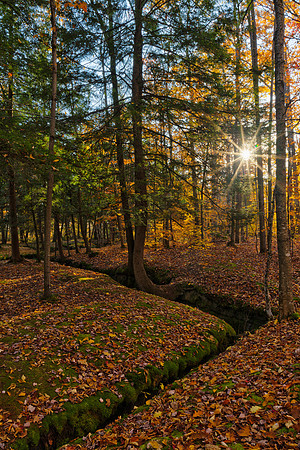 Sunburst Forest Rift