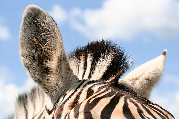 Zebra Ears