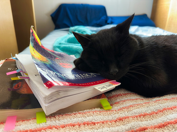 Draco Dreams of Nostradamus