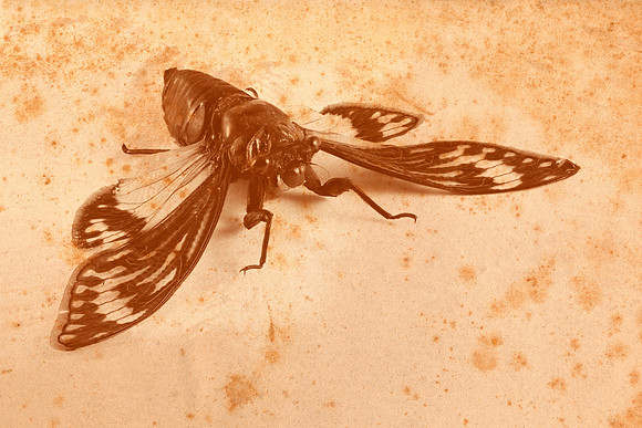 Vintage Sepia Cicada