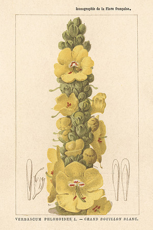 Vintage Image Plate - Verbascum Phlomoides