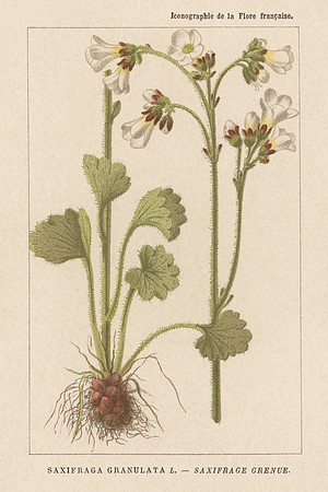 Vintage Image Plate - Saxifraga Granulata