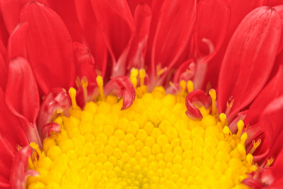 Matsumoto Aster Macro