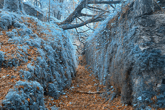 Ancient Sapphire Forest Trail