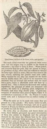 Vintage Illustration & Description - Cacao
