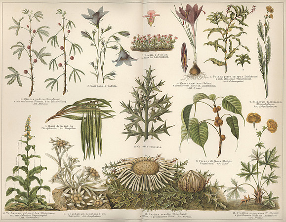 Vintage Image Plate - Protective Plants
