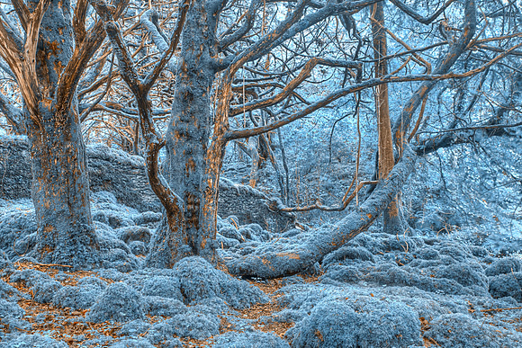 Sapphire Forest