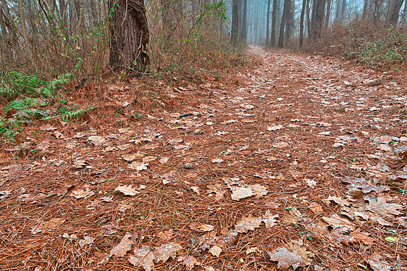 Frosty Forest Trail