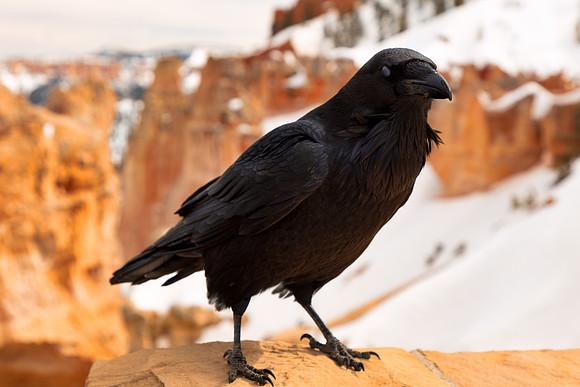 Bryce Canyon Winter Crow