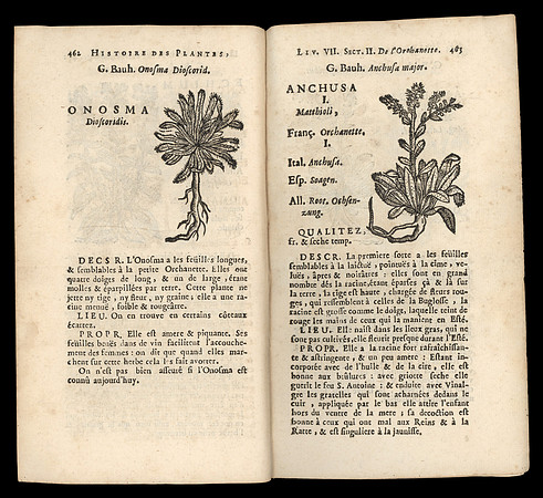 Vintage Herbal Spread - Onosma & Anchusa