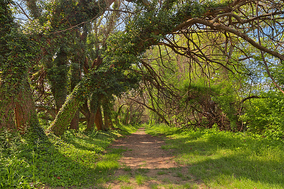 Wye Island Ferry Point Trail