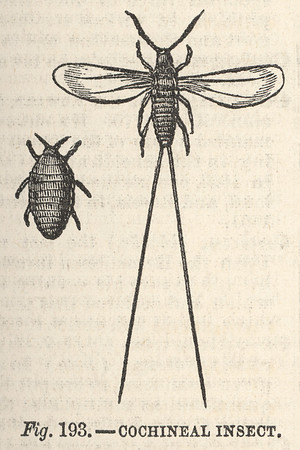 Vintage Cochineal Illustration
