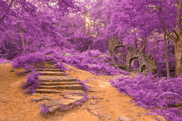 Sun Kissed Forest Castle Ruins - Purple Fantasy