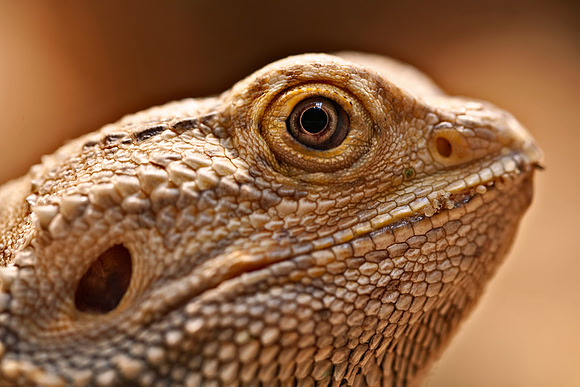 Bearded Dragon Close-up