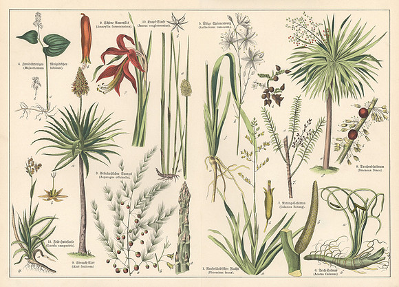 Vintage Image Plate - Assorted Plants & Trees