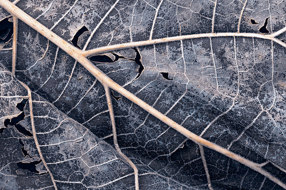 Organic Winter Decay