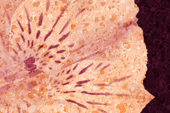 Marbled Peruvian Lily
