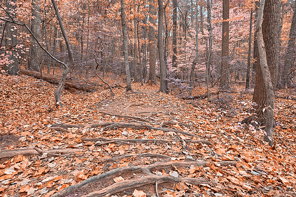Pastel Fantasy Forest Trail