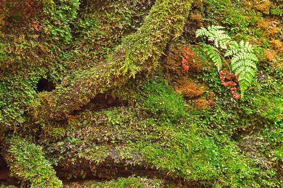 Moss Hysteria