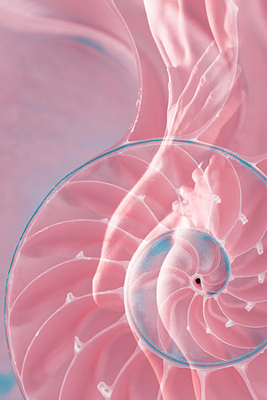 Sensual Nautilus
