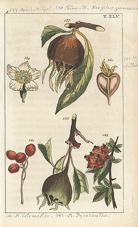 Vintage Image Plate - Mespilus+