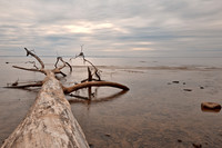 Dead Tree Bay