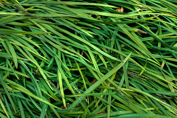 Plant Blades