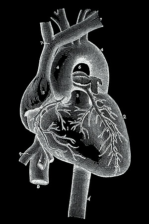 Vintage Heart Anatomy - Inverted