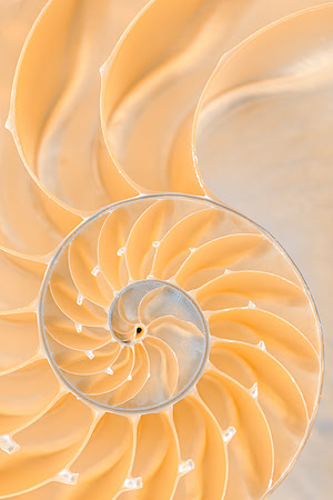 Nautilus Spiral Six