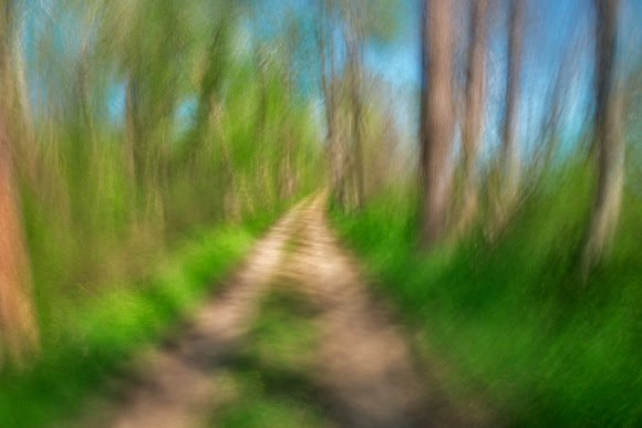 Spinning Sycamore Trail