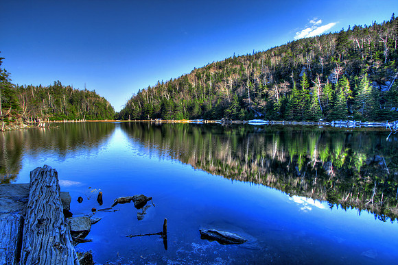 Lake Spruce