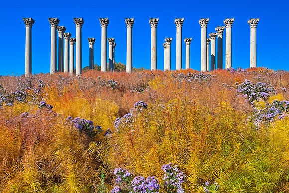 Capitol Arboretum Columns
