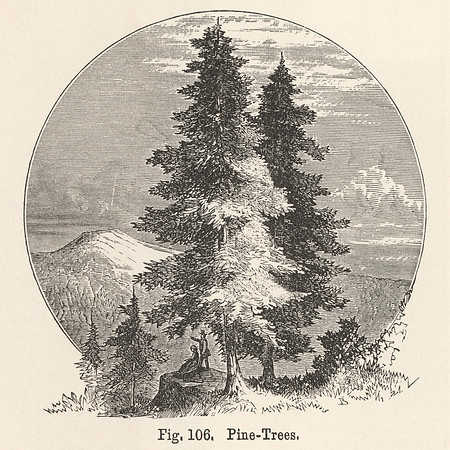 Vintage Illustration - Pine Trees