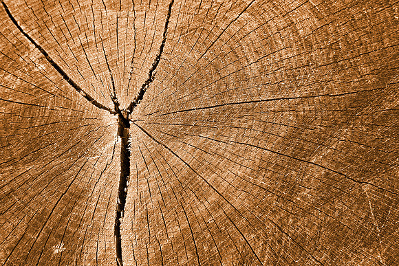 Cracked Wood Rings