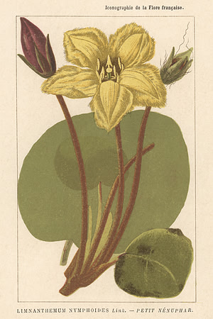 Vintage Image Plate - Fringed Water Lily