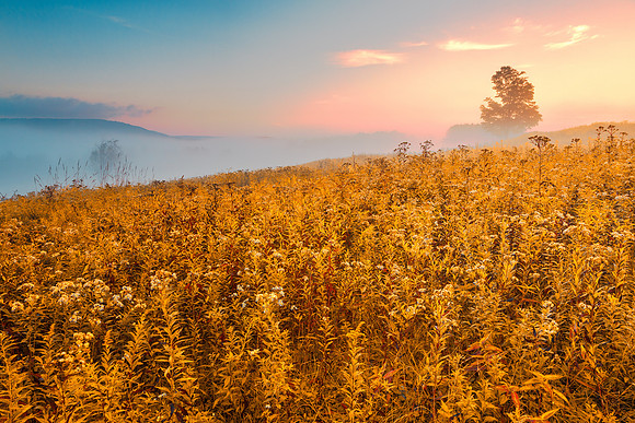 Misty Canaan Valley Sunrise - Gold Pastel Fantasy