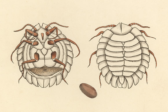 Vintage Image Plate - Bean Beetle