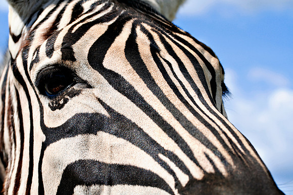 Zebra Face